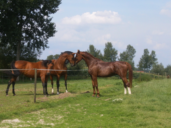 Paard 090