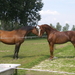 Paard 092