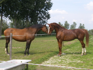 Paard 092