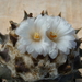 ariocarpus  furfuraceus