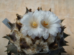 ariocarpus  furfuraceus