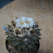 ariocarpus  furfuraceus 1