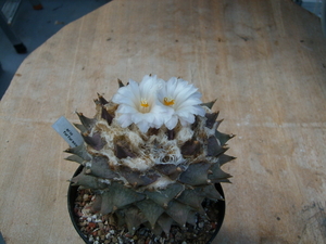 ariocarpus  furfuraceus 1