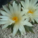ariocarpus  trigonus