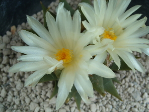 ariocarpus  trigonus