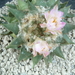 Ariocarpus confusus pp 421 La Escondida
