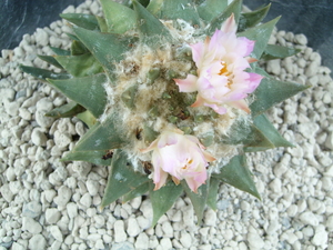 Ariocarpus confusus pp 421 La Escondida