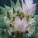 Ariocarpus confusus pp.421 La Escondida 1