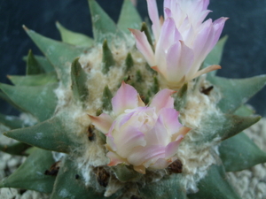 Ariocarpus confusus pp.421 La Escondida 1