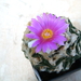 ariocarpus fissuratus
