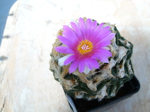 ariocarpus fissuratus