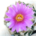 ariocarpus fissuratus 1