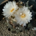 Ariocarpus furfuraceus