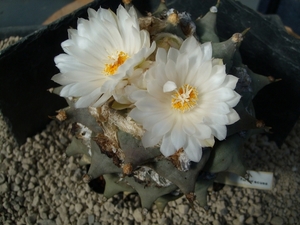 Ariocarpus furfuraceus