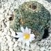 Ariocarpus kotschoubeyanus v. albiflorus 1