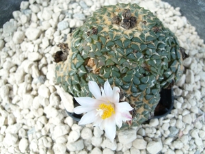 Ariocarpus kotschoubeyanus v. albiflorus 1