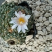Ariocarpus kotschoubeyanus v. albiflorus