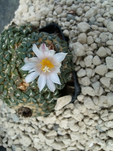 Ariocarpus kotschoubeyanus v. albiflorus
