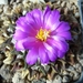 Ariocarpus kotschoubryanus v. macdowellii