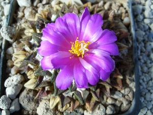Ariocarpus kotschoubryanus v. macdowellii