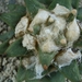 Ariocarpus retusus ssp scapharostroides pp 232  1