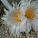 Ariocarpus retusus ssp.scapharostroides pp232