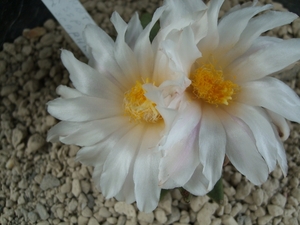 Ariocarpus retusus ssp.scapharostroides pp232