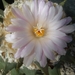 Ariocarpus retusus v. elongatus 1