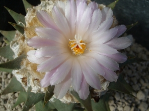 Ariocarpus retusus v. elongatus 1