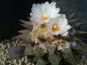 Ariocarpus retusus v. elongatus