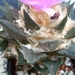Ariocarpus scapharostrus 1