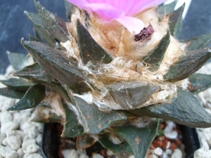 Ariocarpus scapharostrus 1