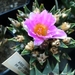 ariocarpus scapharostrus