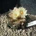Ariocarpus trigonus v. elongatus