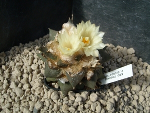 Ariocarpus trigonus v. elongatus