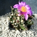 Neogomesia agavoides