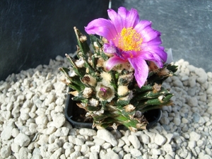 Neogomesia agavoides
