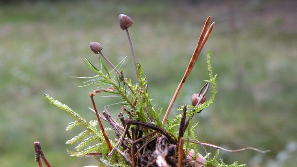 Mycena