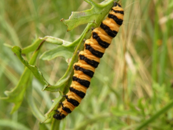 Rups Sint jacobsvlinder