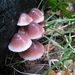 Bloedsteel mycena