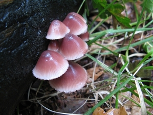 Bloedsteel mycena