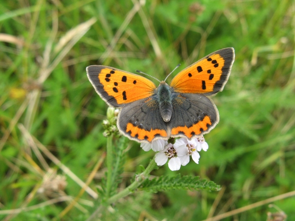 Kleine vuurvlinder