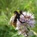 Hommel