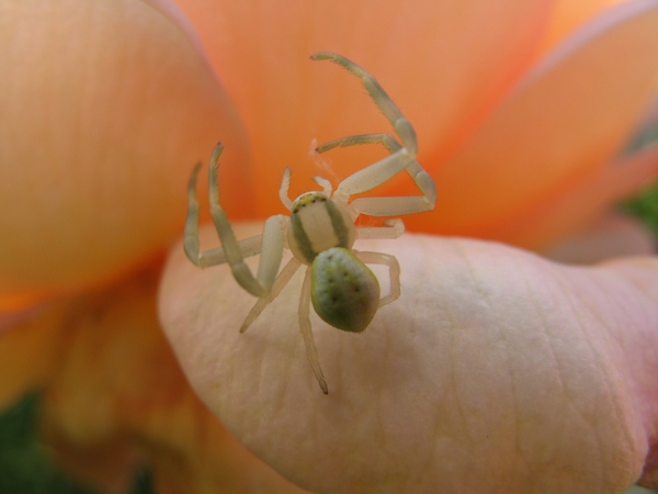 Krabspin op een roos