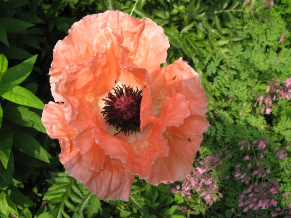 Papaver