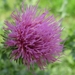 Distel