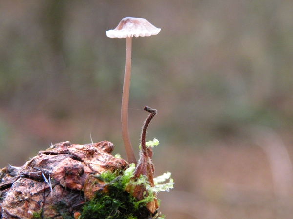 Papilmycena op een dennentop