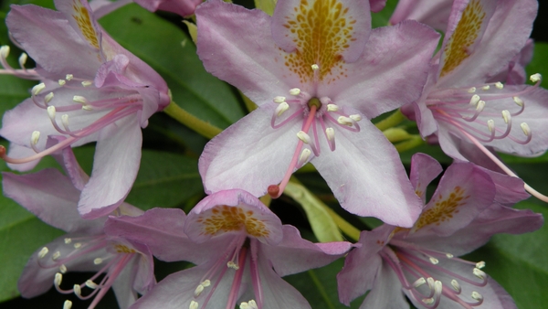 Rhododendron