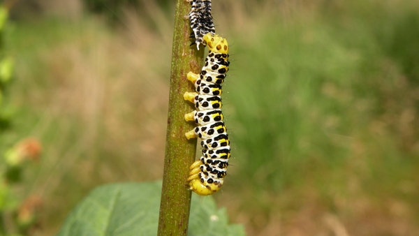 rups helmkruidvlinder