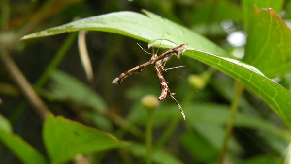 Amblyptilia Acanthadactyla